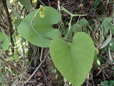 Aristolochia shimadae, photographed by 黃美滿