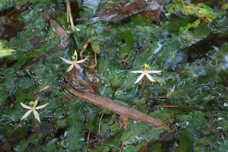 Barclaya longifolia, photographed by Oleg Kosterin