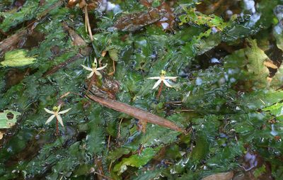 Barclaya longifolia, photographed by Oleg Kosterin