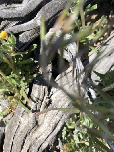 Mentzelia veatchiana, photographed by paulexcoff