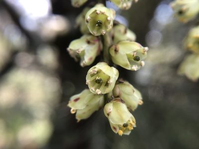 Stachyurus himalaicus, photographed by 黃美滿