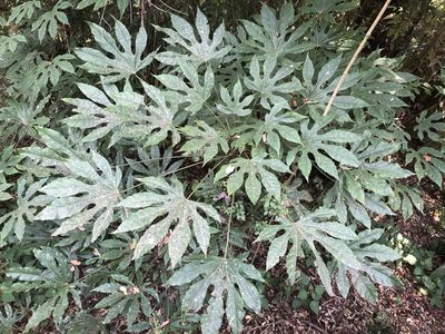 Fatsia polycarpa, photographed by 黃美滿