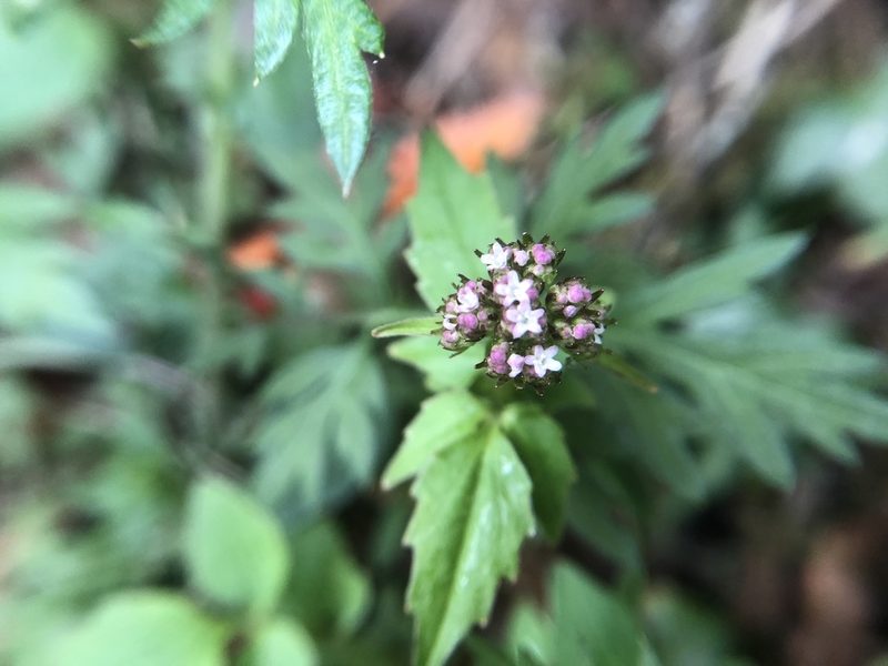 Valeriana flaccidissima, photographed by 黃美滿