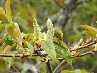 Prunus obtusata, photographed by 黃美滿