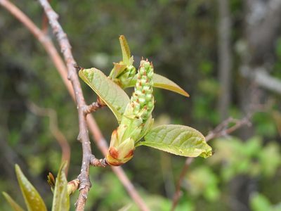 Prunus obtusata, photographed by 黃美滿