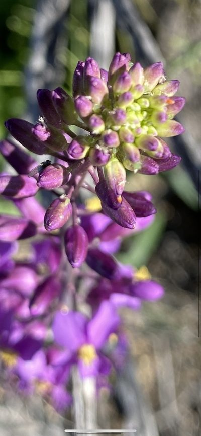 Thelypodiopsis ambigua, photographed by Billy Aguirre