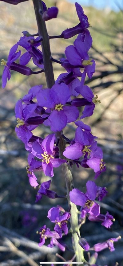 Thelypodiopsis ambigua, photographed by Billy Aguirre