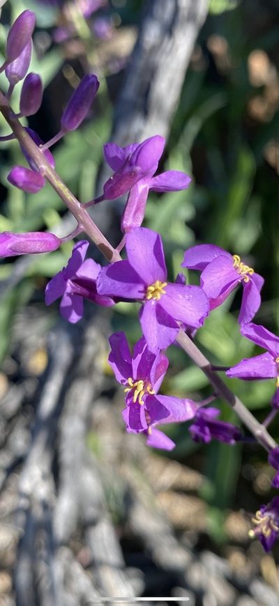 Thelypodiopsis ambigua, photographed by Billy Aguirre