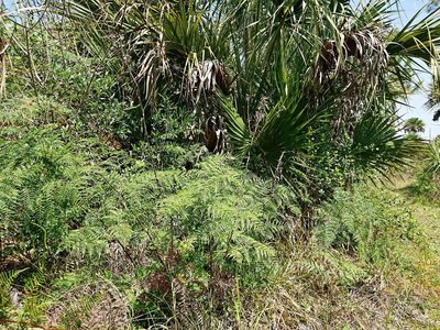 Pteridium caudatum, photographed by Adam Pitcher