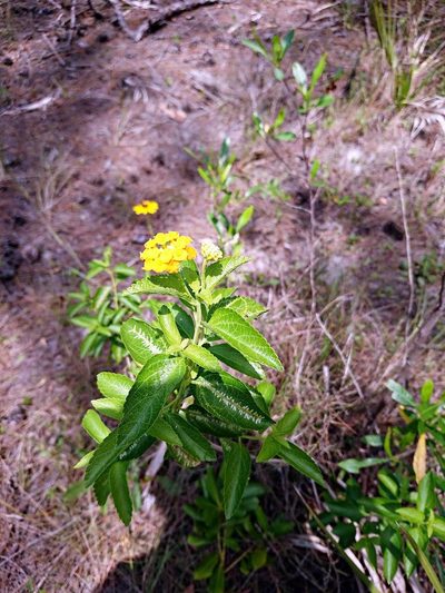 Lantana depressa, photographed by Adam Pitcher
