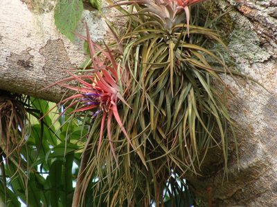 Tillandsia velutina, photographed by Alexis López Hernández