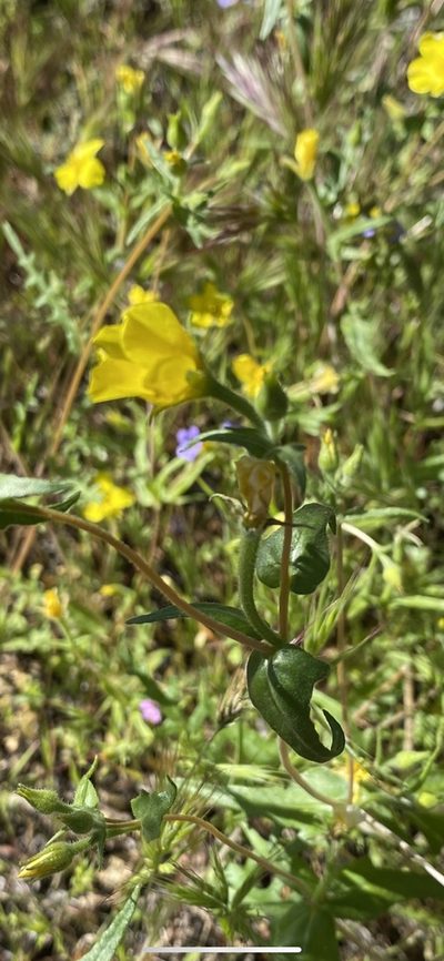 Mentzelia jonesii, photographed by Billy Aguirre