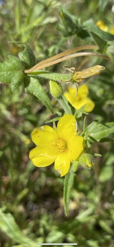 Mentzelia jonesii, photographed by Billy Aguirre