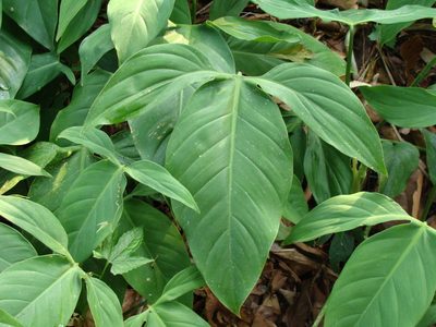 Philodendron anisotomum, photographed by Alexis López Hernández