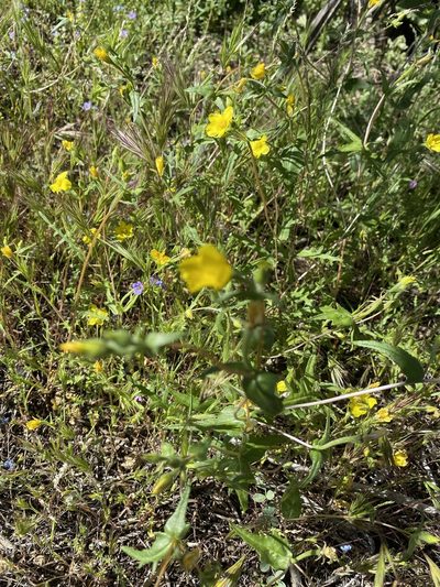 Mentzelia jonesii, photographed by Billy Aguirre