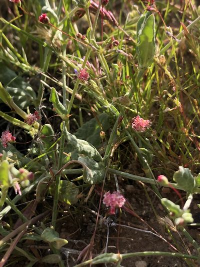 Eriogonum angulosum, photographed by paulexcoff