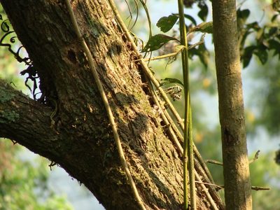 Eremosis triflosculosa, photographed by Alexis López Hernández