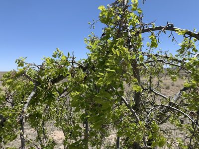 Fraxinus velutina, photographed by CK2AZ