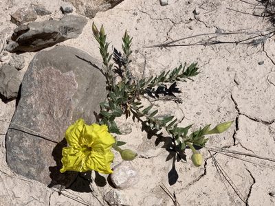 Oenothera tubicula, photographed by CK2AZ