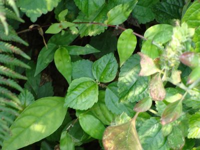 Pilea pubescens, photographed by Alexis López Hernández