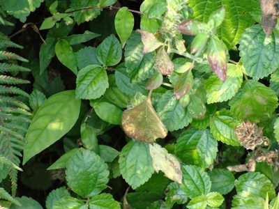 Pilea pubescens, photographed by Alexis López Hernández