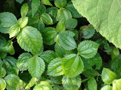Pilea pubescens, photographed by Alexis López Hernández