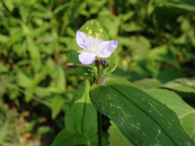 Elasis guatemalensis, photographed by Alexis López Hernández