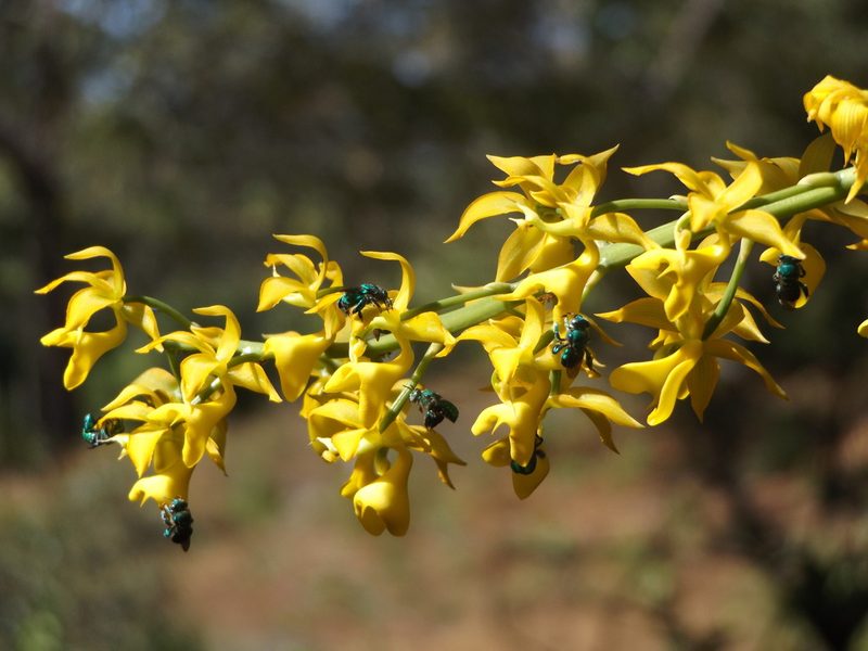 Mormodes badia, photographed by Dante S. Figueroa