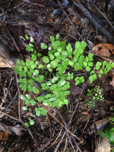 Adiantum fragile, photographed by Adam J. Searcy