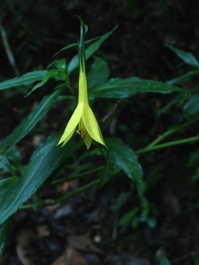 Lisianthius laxiflorus, photographed by Adam J. Searcy