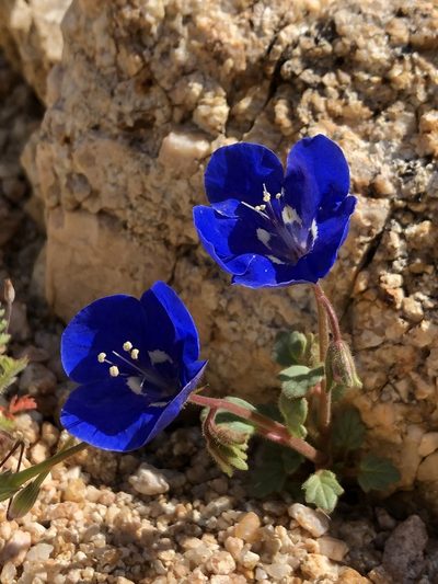 Phacelia nashiana, photographed by paulexcoff