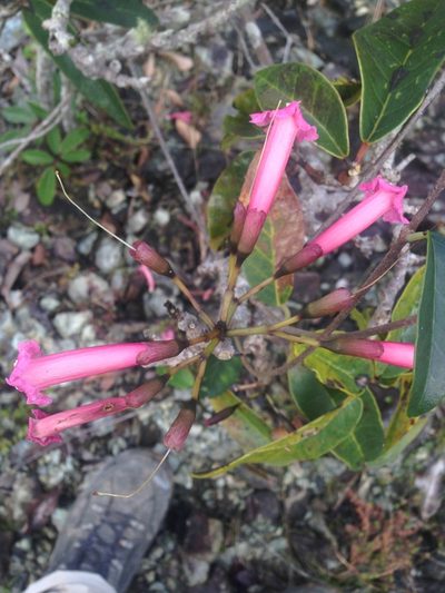 Tabebuia haemantha, photographed by Adam J. Searcy