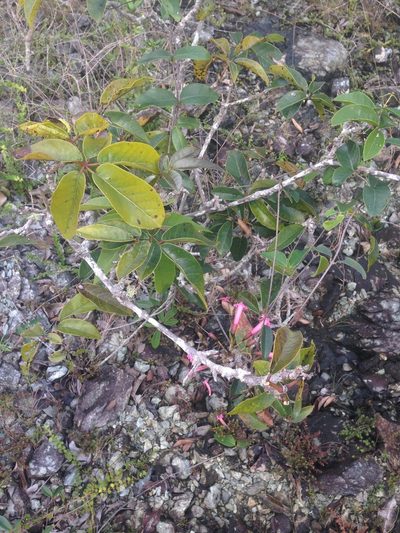 Tabebuia haemantha, photographed by Adam J. Searcy