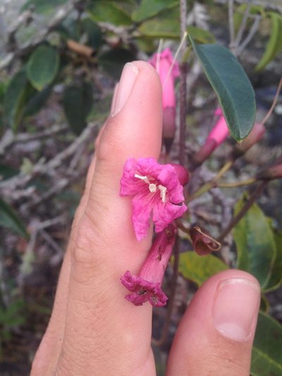 Tabebuia haemantha, photographed by Adam J. Searcy
