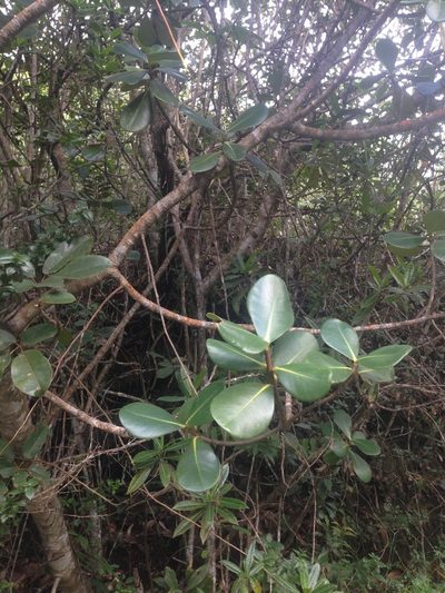 Clusia clusioides, photographed by Adam J. Searcy