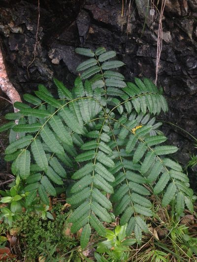 Comocladia glabra, photographed by Adam J. Searcy