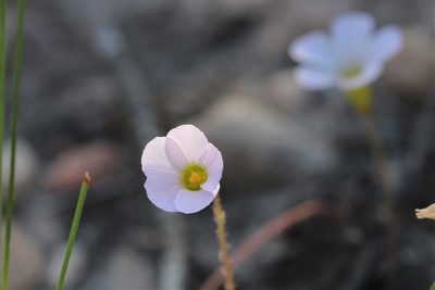 Oxalis psilopoda, photographed by Karen Eichholz