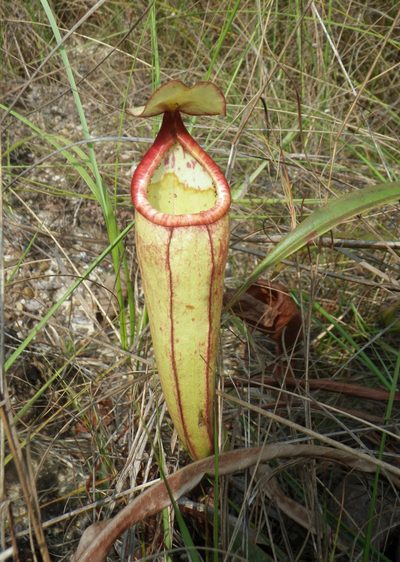 Nepenthes smilesii, photographed by Oleg Kosterin