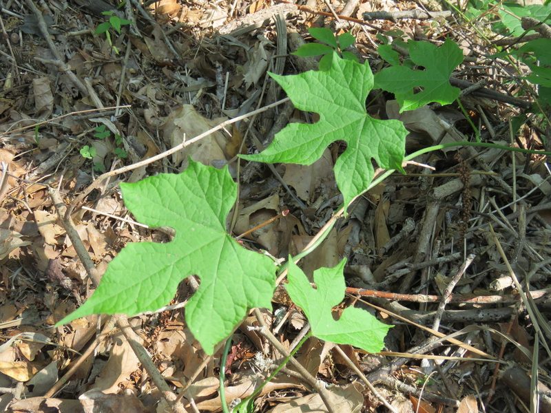 Calycocarpum lyonii, photographed by Laura Clark