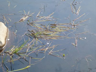 Glyceria fluitans, photographed by Susan Marley