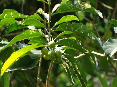Solanum aphyodendron, photographed by Alexis López Hernández