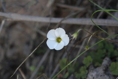 Oxalis psilopoda, photographed by Karen Eichholz