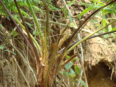 Cyathea costaricensis, photographed by Alexis López Hernández