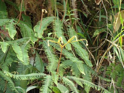 Sticherus fulvus, photographed by Alexis López Hernández