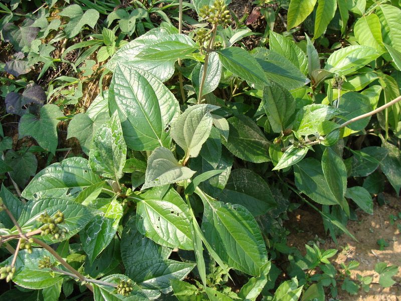 Liabum asclepiadeum, photographed by Alexis López Hernández