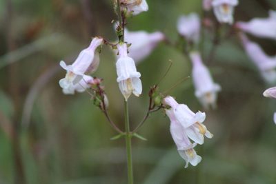 Penstemon laxiflorus, photographed by Clay
