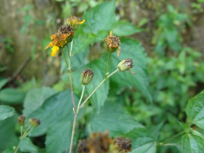 Hymenostephium cordatum, photographed by Alexis López Hernández