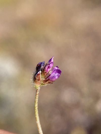 Astragalus acutirostris, photographed by Matt Berger