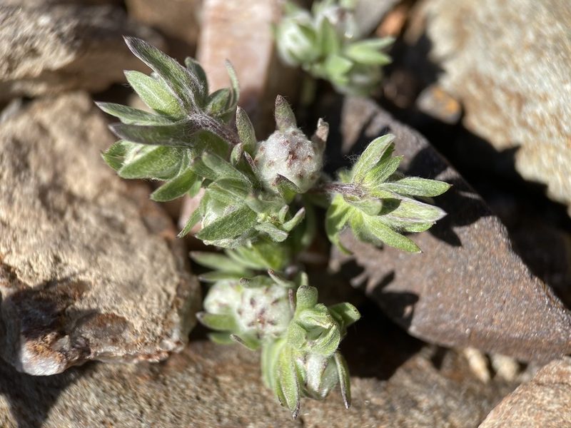 Stylocline micropoides, photographed by Matt Berger