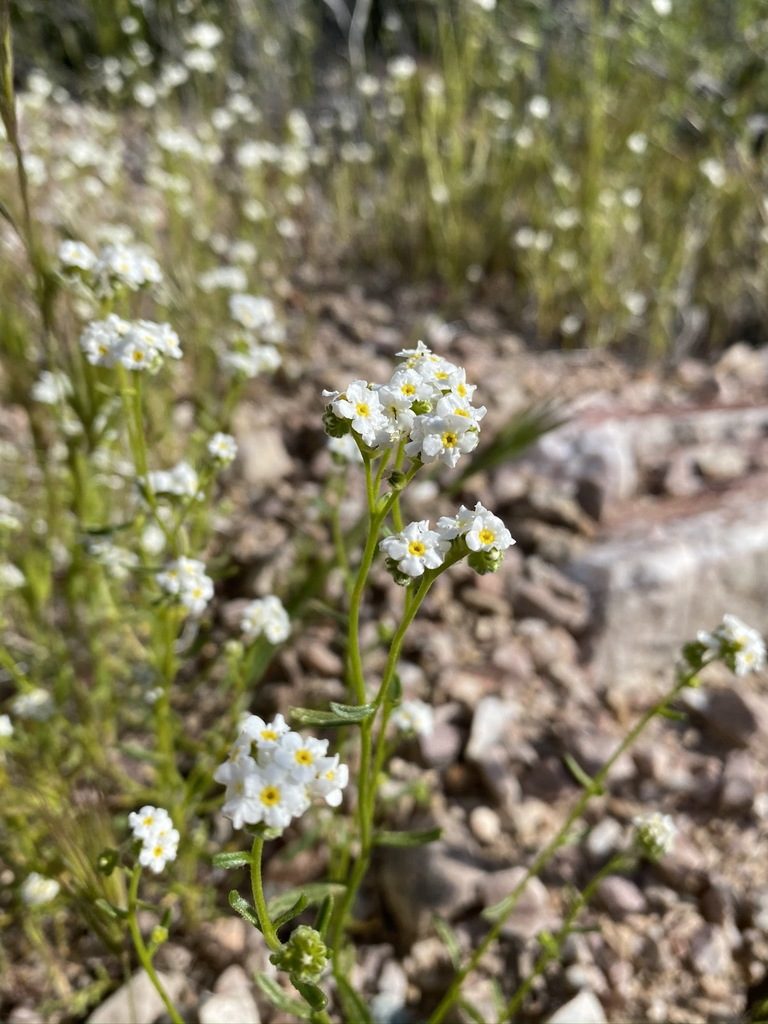 Cryptantha utahensis, photographed by Matt Berger